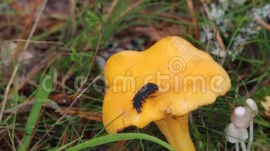 普通萤火虫幼虫由黄色蘑菇移动